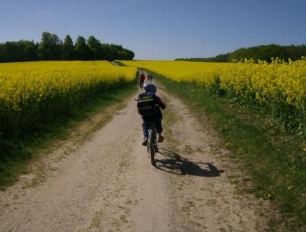 2007 Jungschar Radtour zwischen Rapsfeldern